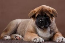 超级可爱的秋田犬