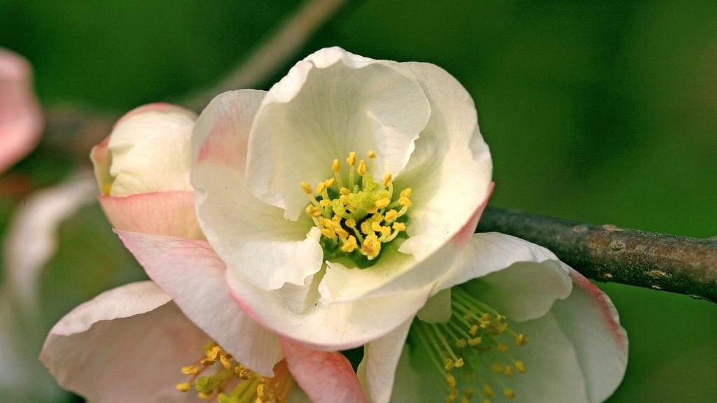 樱花花语(除你之外,别无他爱)