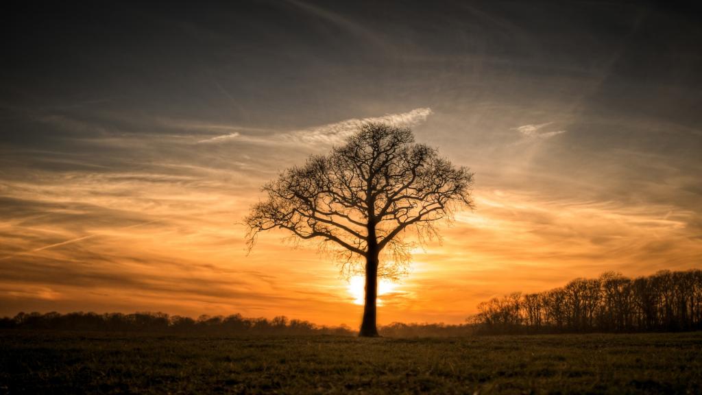 黄昏下的一颗树