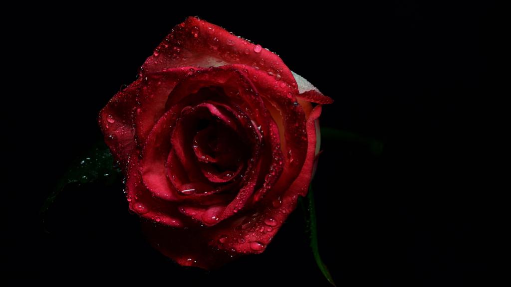 芬芳娇艳的红玫瑰