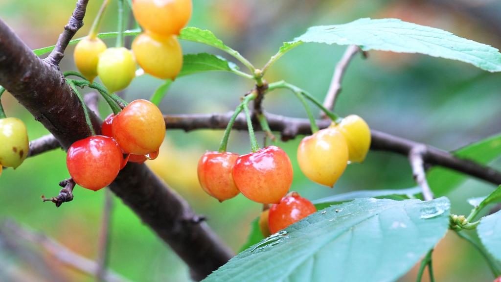 雨后诱人的樱桃
