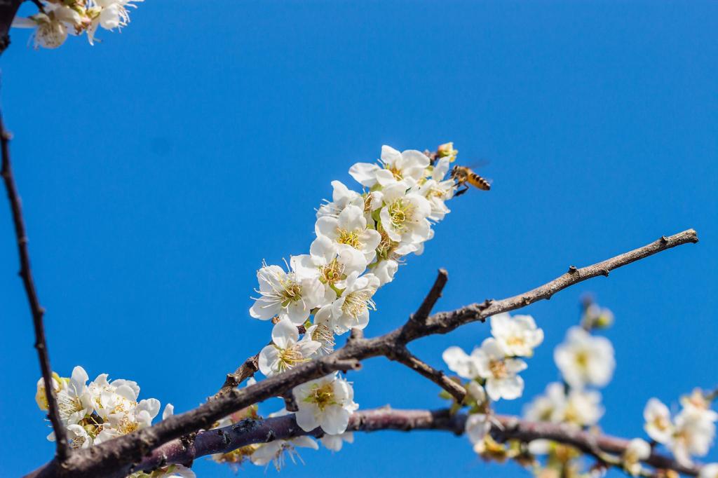 唯美梅花清新迷人摄影
