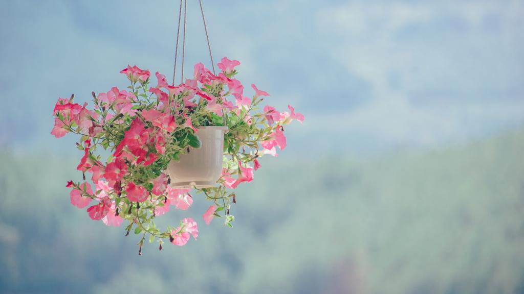 浪漫粉色情人花