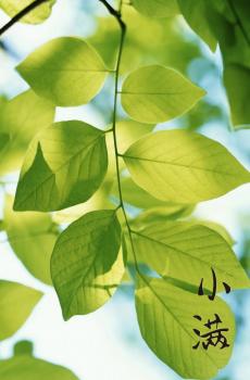 小满清新护眼写真-4