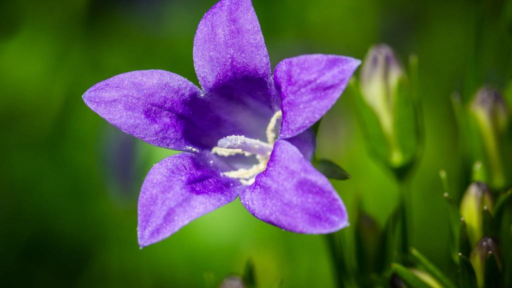 娇艳的紫色花朵