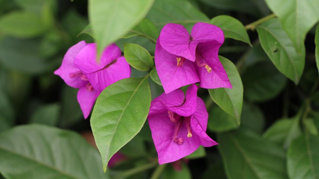 厦门市花三角梅图片