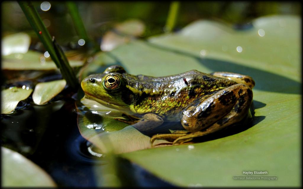 秘密花园微软Win7主题