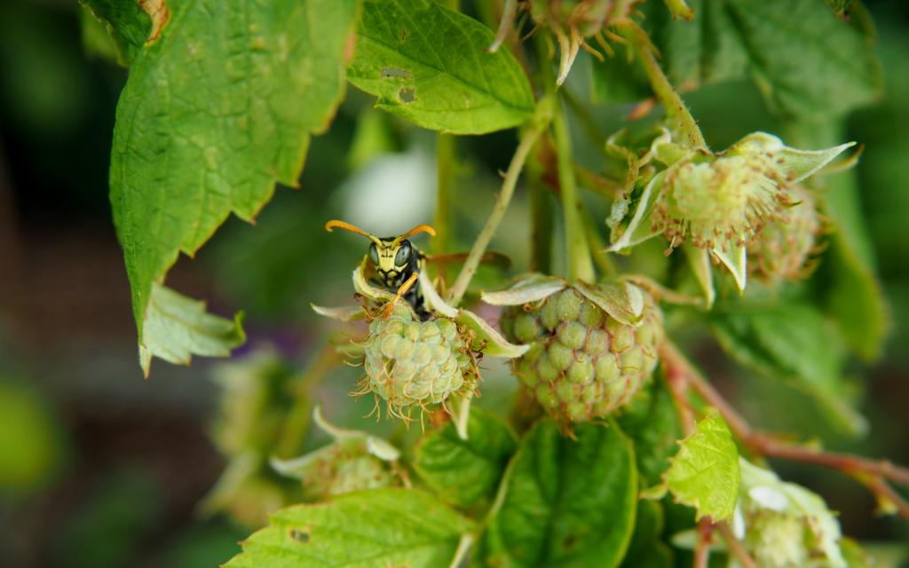 营养丰富的山莓