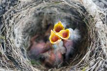 嗷嗷待哺的雏鸟图片