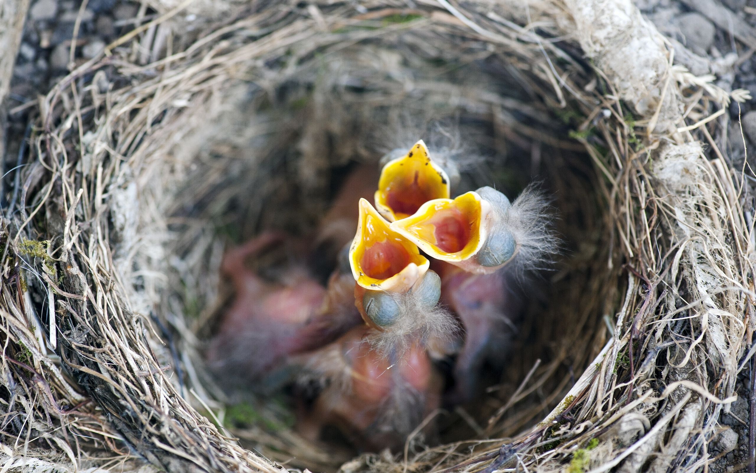 嗷嗷待哺的雏鸟图片