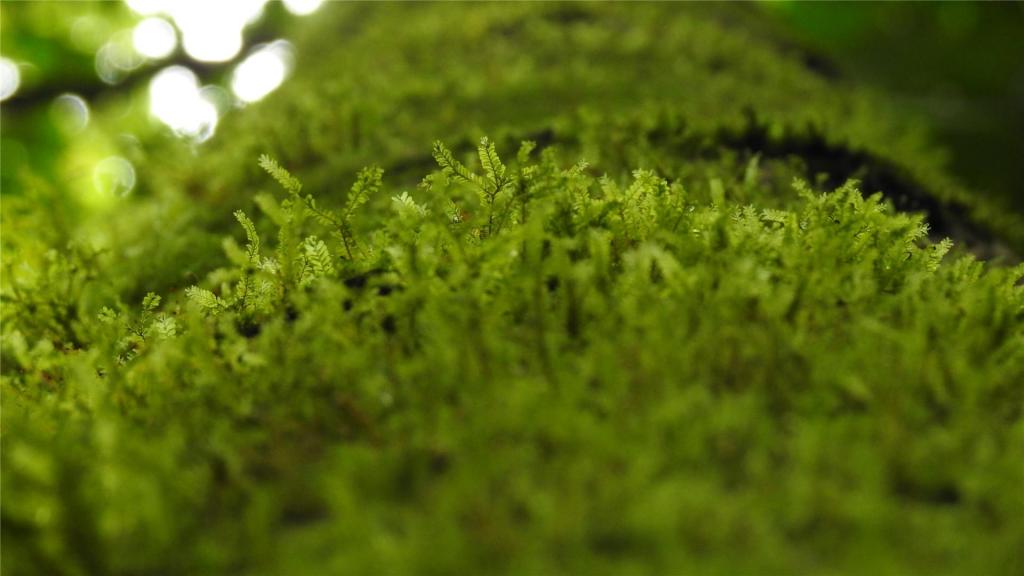 小清新养眼苔藓ppt背景