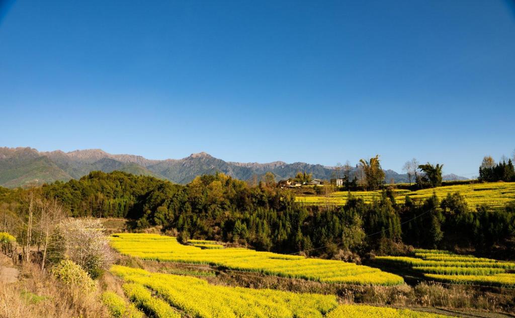 腾冲的春天:金灿灿油菜花花海