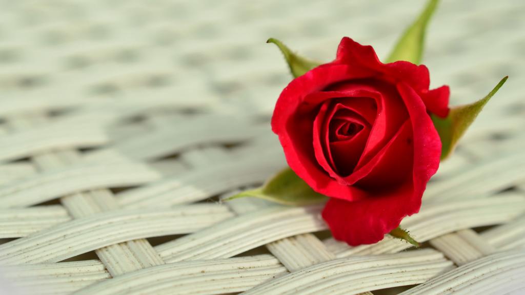 芬芳娇艳的红玫瑰