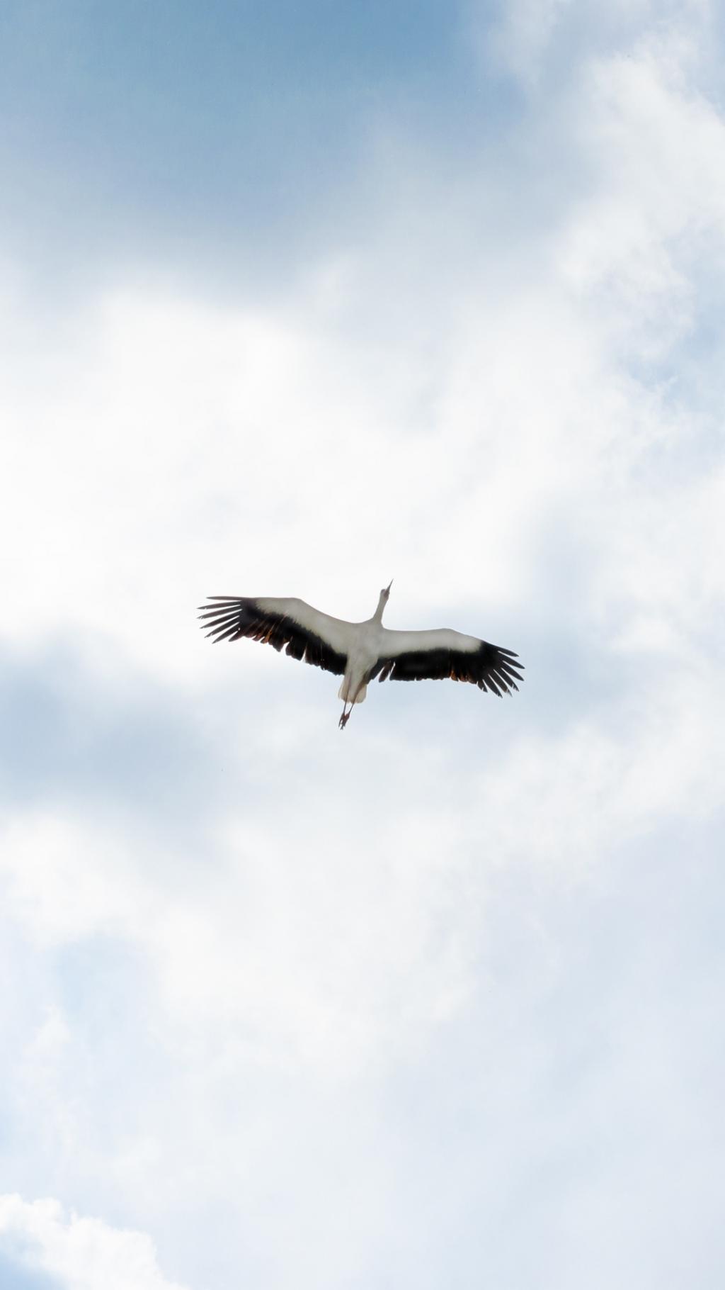 自由飞翔的鸟儿