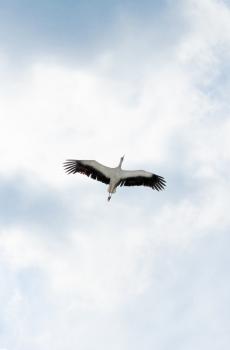 自由飞翔的鸟儿-1