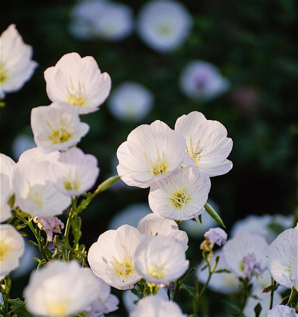 遇见小清新月见草
