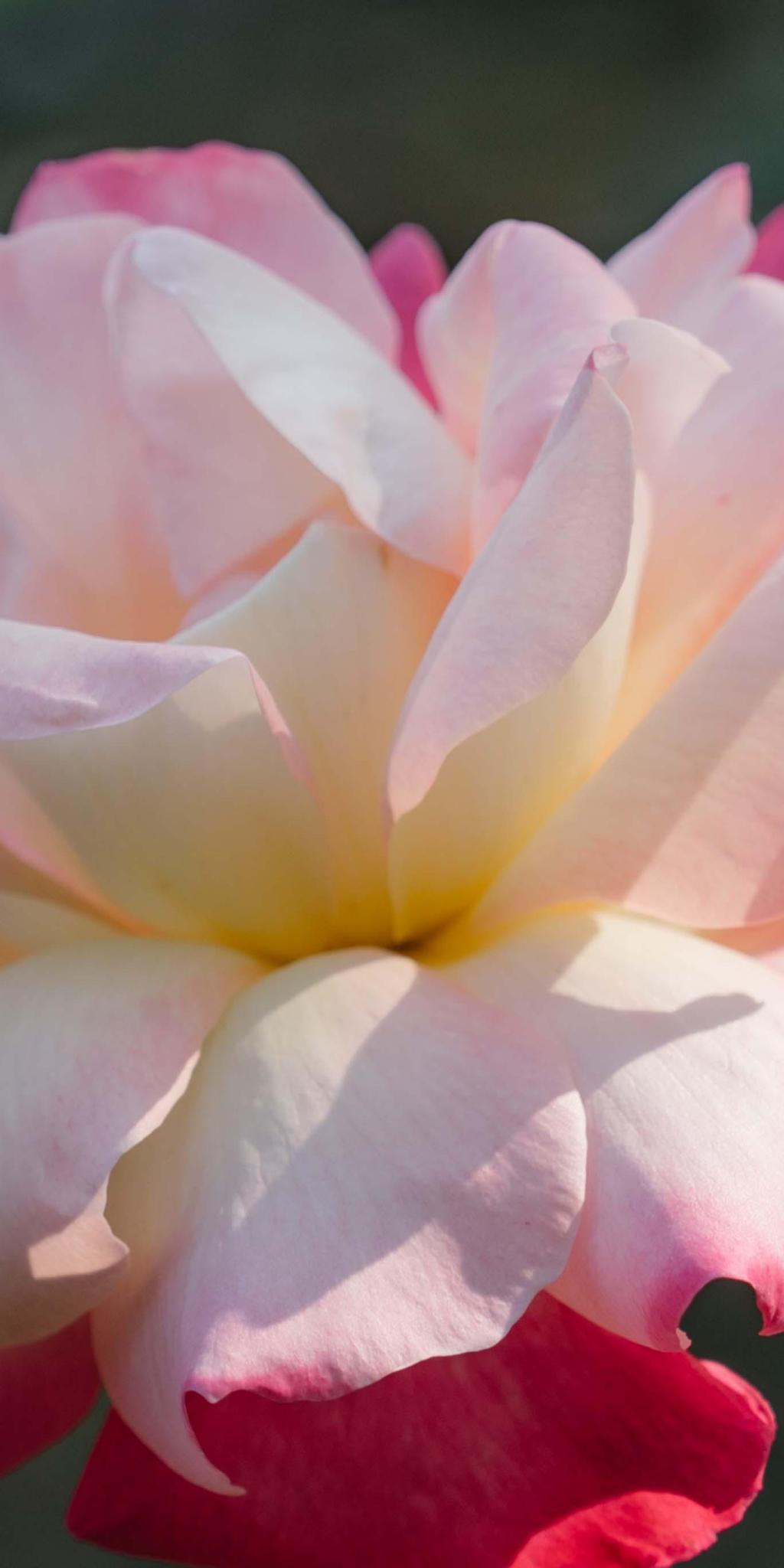 唯美月季浪漫奶油系摄影