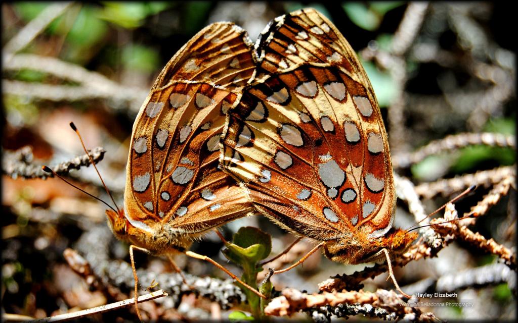 秘密花园微软Win7主题