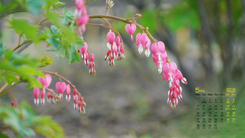2018年5月花卉日历