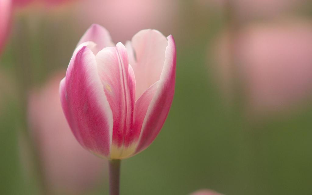 美艳又迷人的粉色郁金香唯美写真