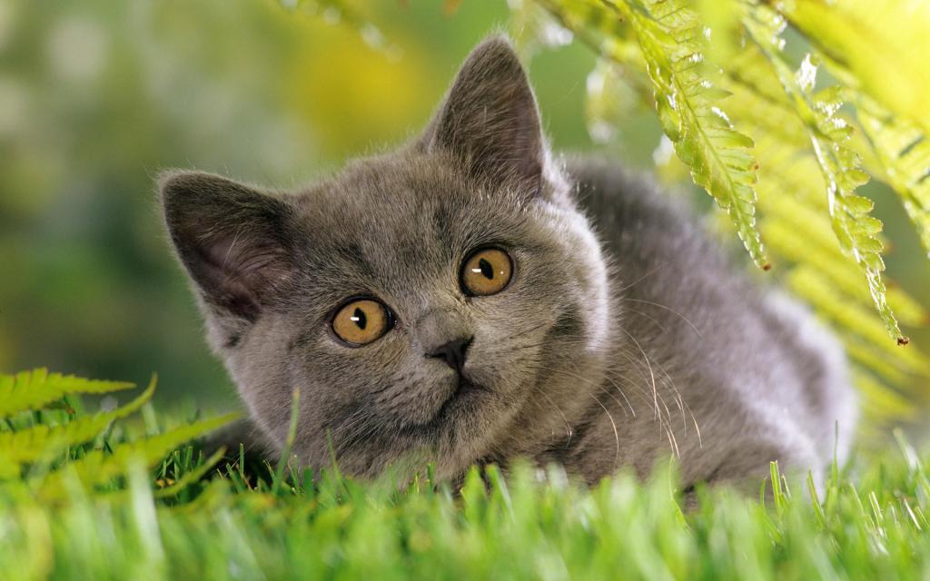 宽屏白色猫咪