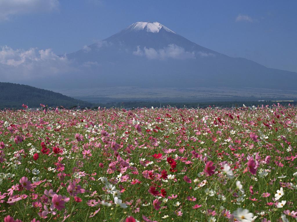 富士山花海