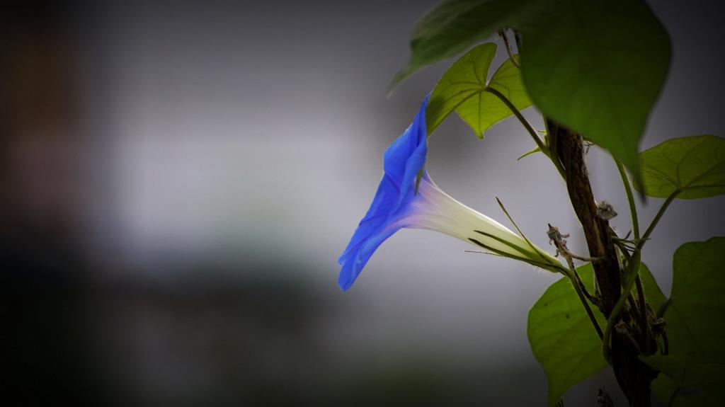 蓝色牵牛花图片