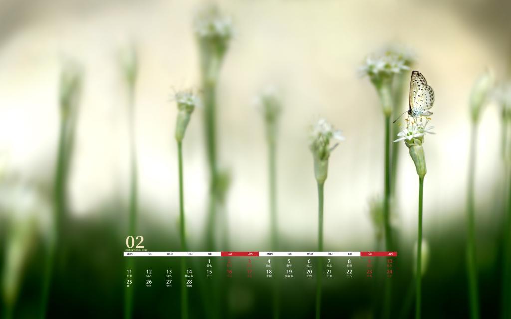 2019年2月小清新植物唯美写真日历