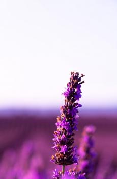 清新迷人的薰衣草风景-1