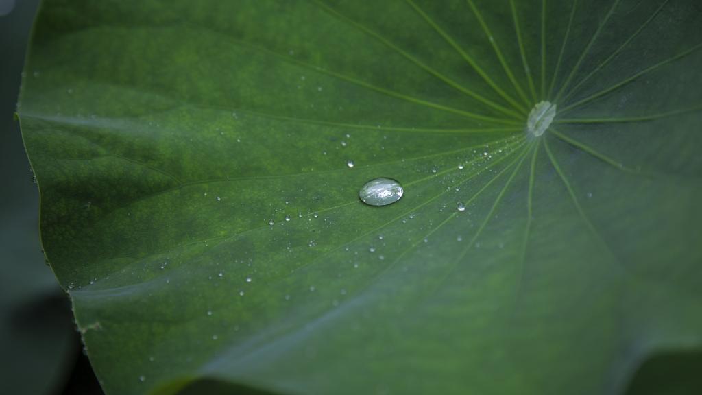 荷叶上的水珠露珠