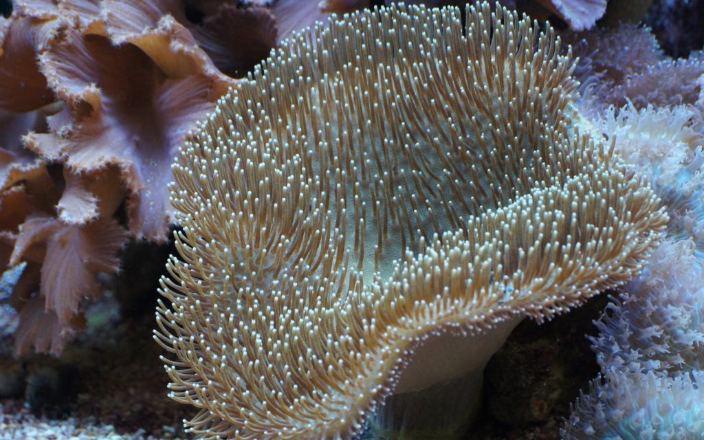 美丽的海底珊瑚