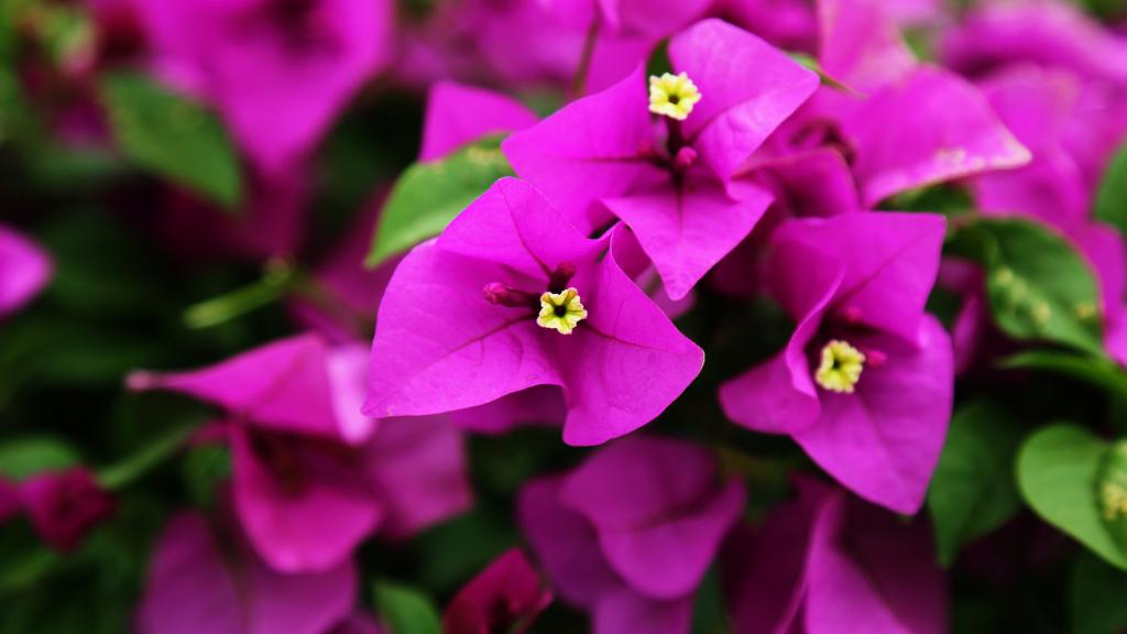 厦门市花三角梅图片