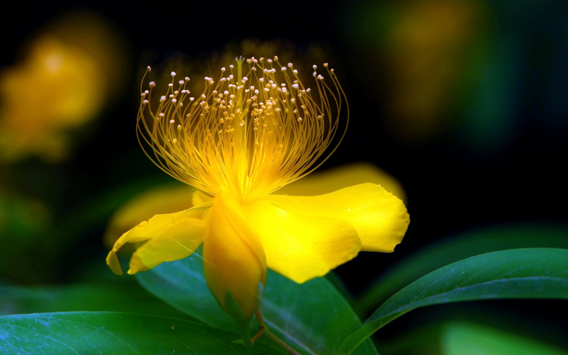 金丝桃花语图片