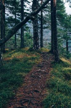 迷雾森林小路-3