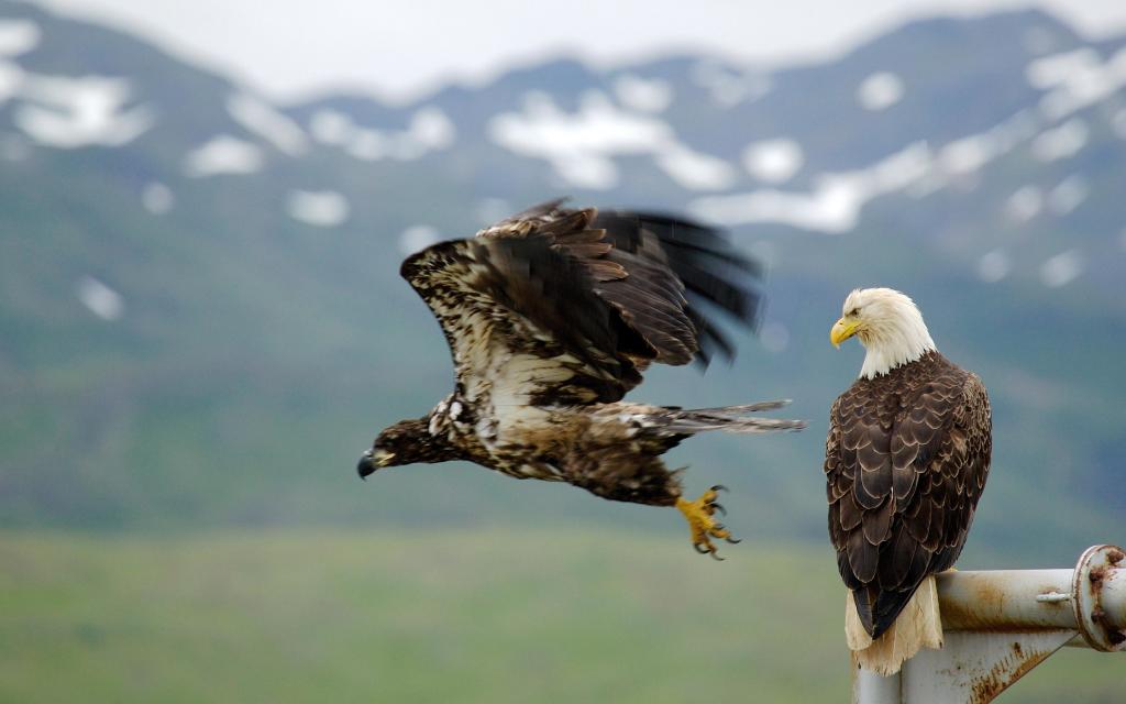 动物世界里的它们