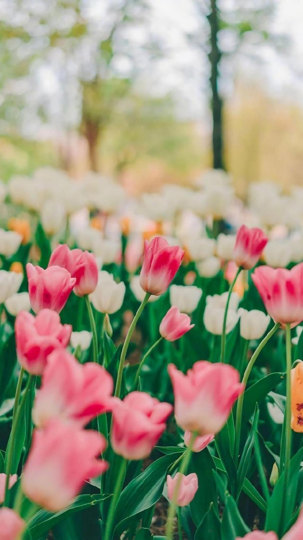 郁金香清新淡雅微距摄影