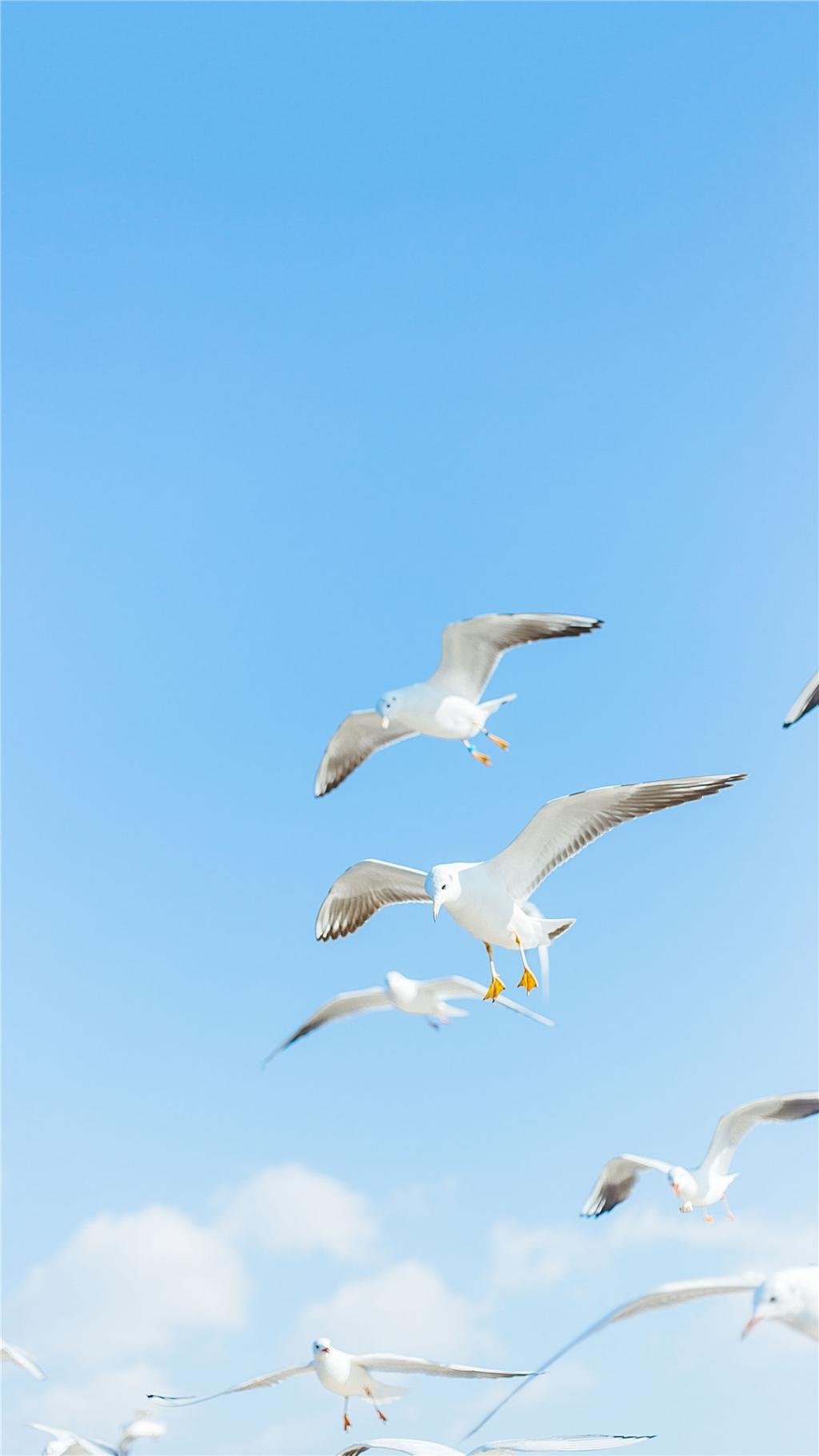 海鸥自由的翱翔