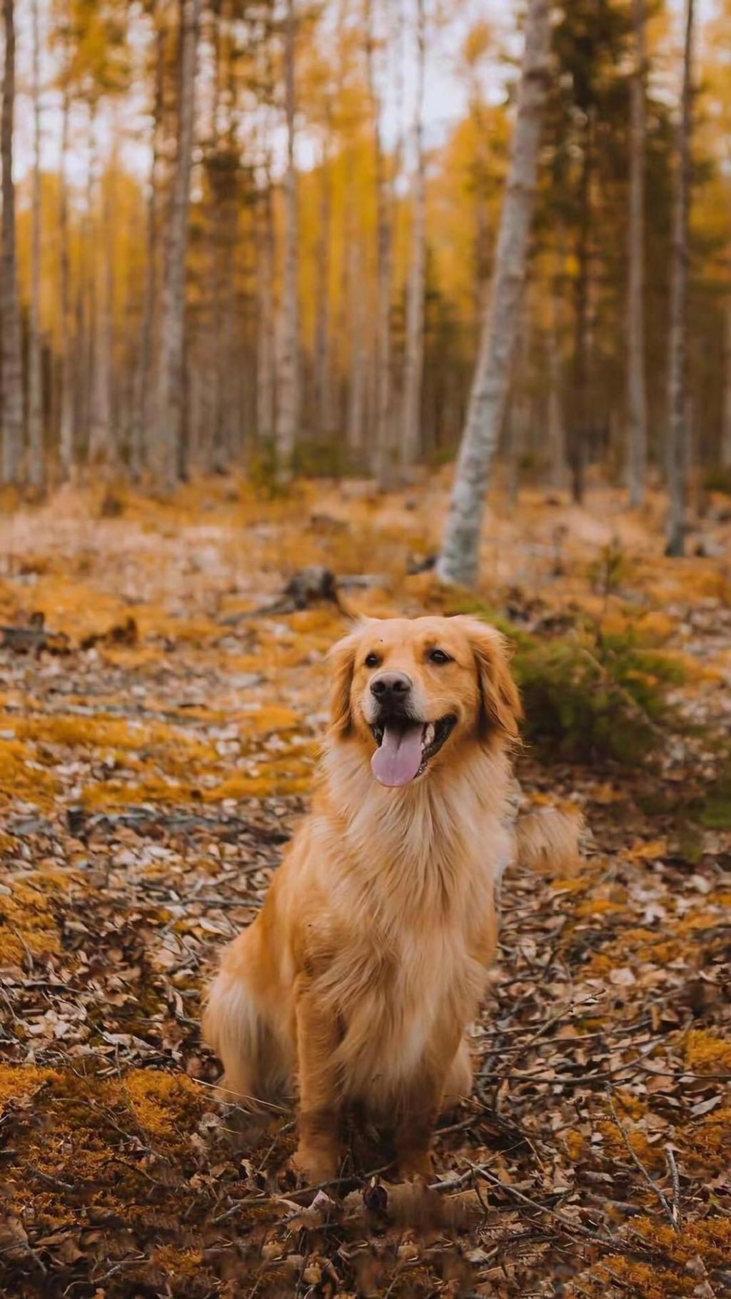 可爱的霍夫瓦尔特犬写真