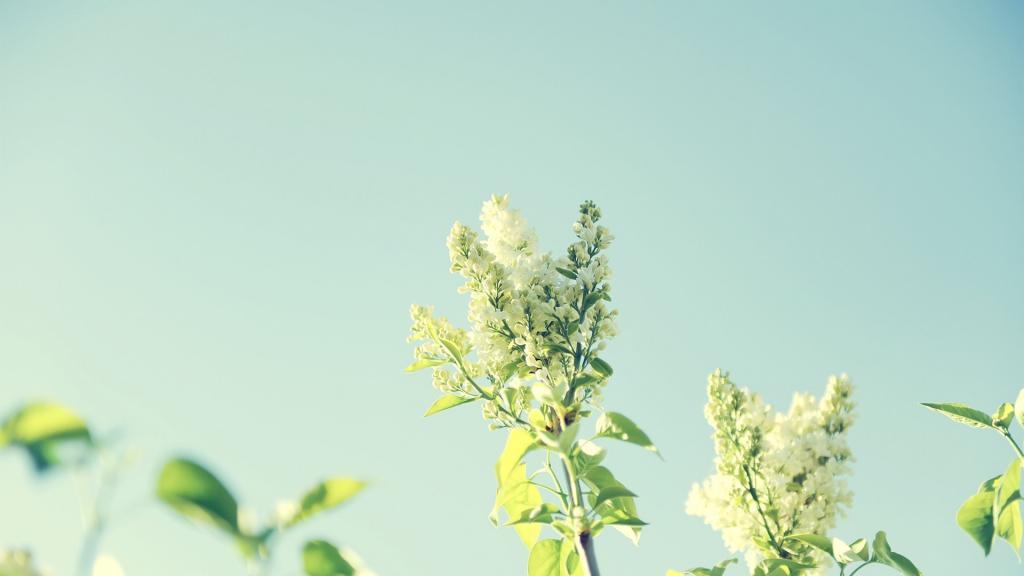 简约小清新植物唯美微距摄影