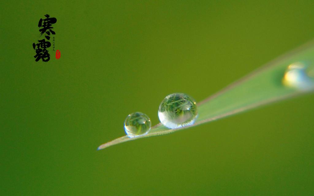 中国传统节气之寒露