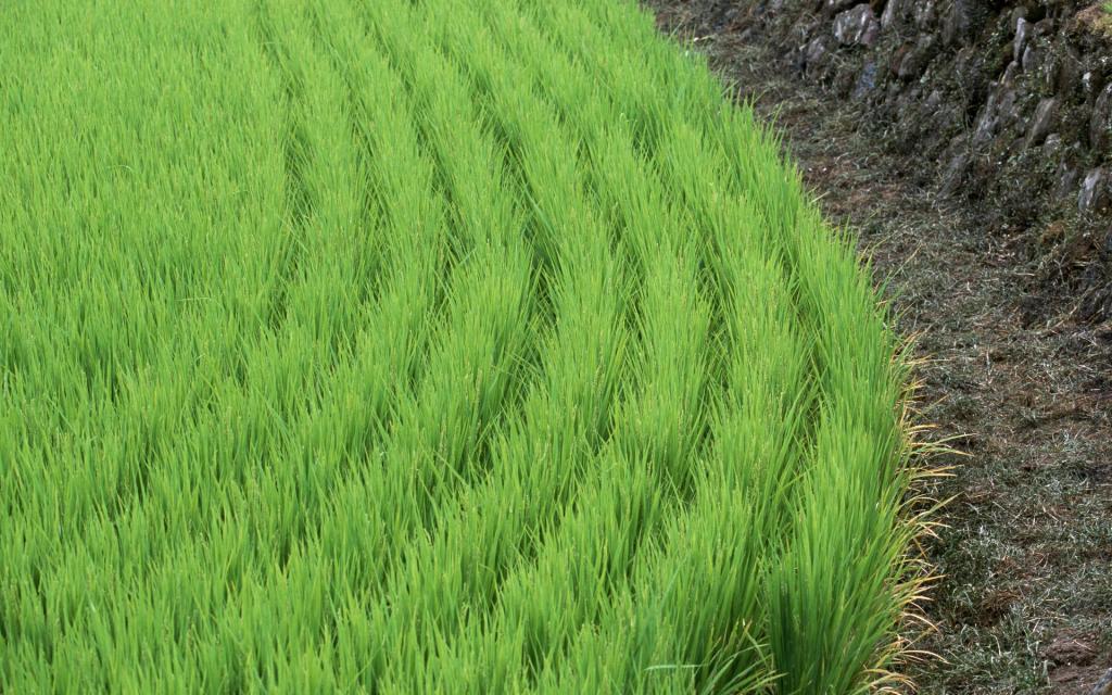 水稻田