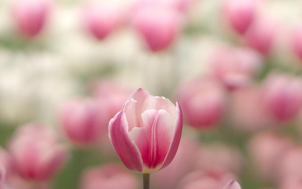 美艳又迷人的粉色郁金香唯美写真