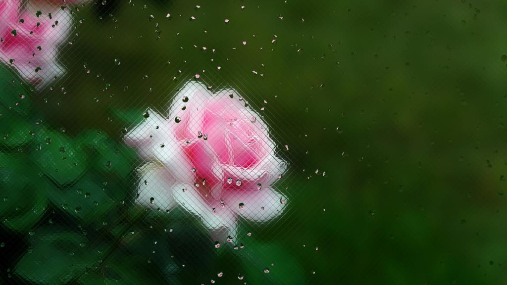 玻璃外的美丽花朵