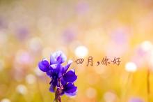 四月你好一句话说说配图