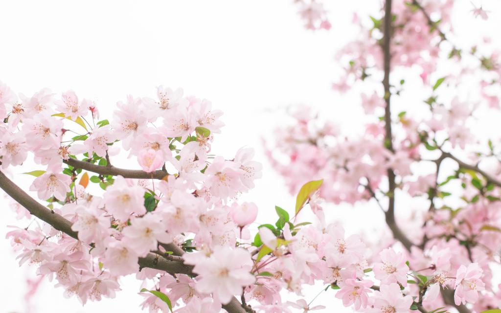 武汉大学樱花大道