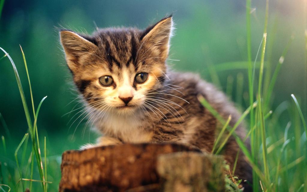 草原猫咪写真