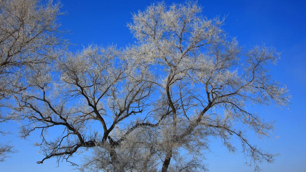 吉林雾凇岛风景