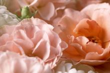 五彩缤纷的鲜花