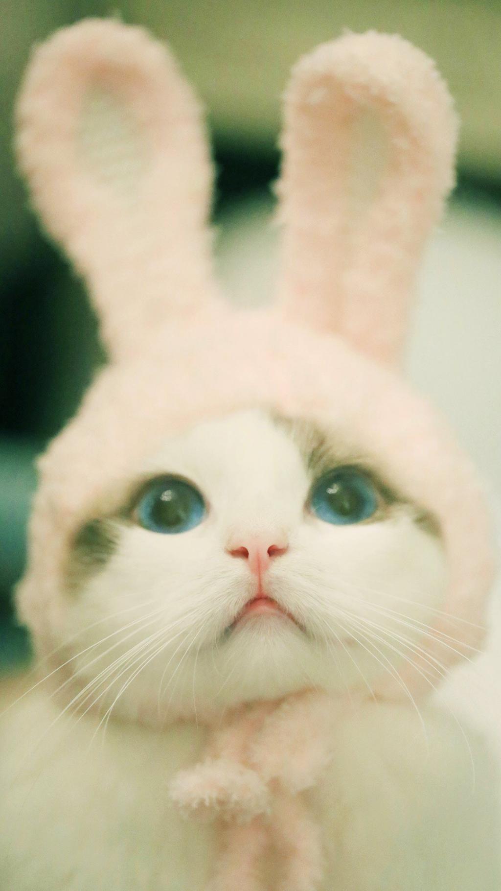 超萌兔耳朵小猫