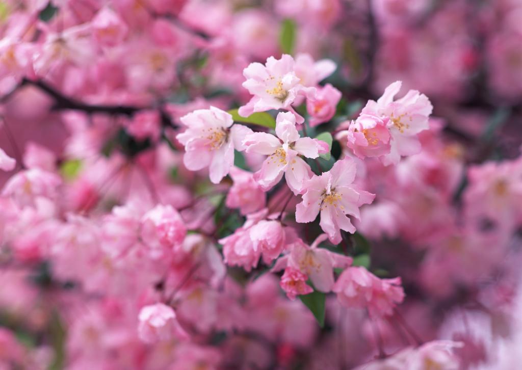 桃花烂漫